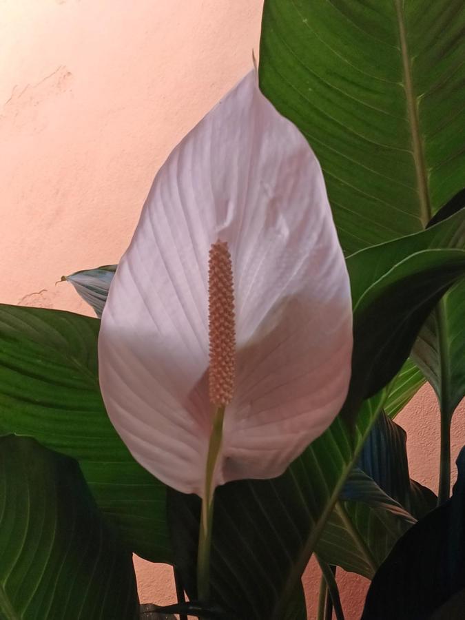 Suites Canto Do Pontal باراتي المظهر الخارجي الصورة