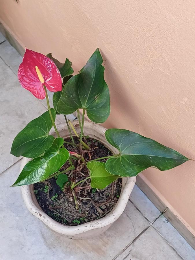 Suites Canto Do Pontal باراتي المظهر الخارجي الصورة